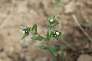 Lithospermum arvense, Corn Gromwell veya Buglossoides arvensis