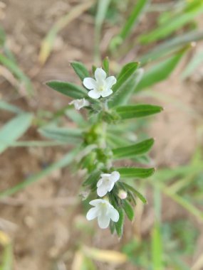 Lithospermum arvense, Corn Gromwell veya Buglossoides arvensis