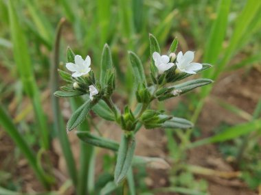Lithospermum arvense, Corn Gromwell veya Buglossoides arvensis