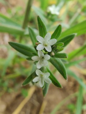 Lithospermum arvense, Corn Gromwell veya Buglossoides arvensis
