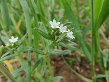 Lithospermum arvense, Corn Gromwell veya Buglossoides arvensis