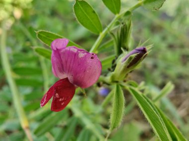 Genel Vetch, Vicia sativa veya Tephrosia purpurea