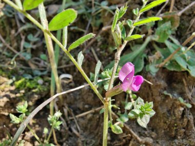 Genel Vetch, Vicia sativa veya Tephrosia purpurea