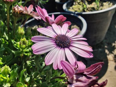 Cape Marguerite, Van Stadens Nehri Papatya da Dimorphotheca ecklonis