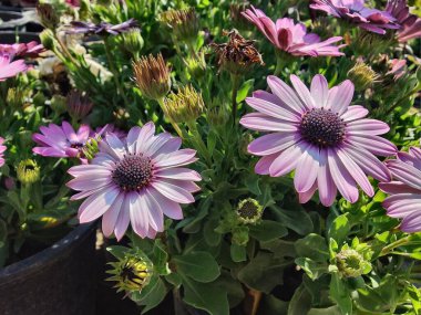 Cape Marguerite, Van Stadens Nehri Papatya da Dimorphotheca ecklonis