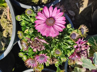 Cape Marguerite, Van Stadens Nehri Papatya da Dimorphotheca ecklonis