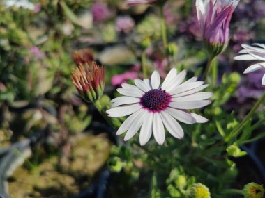 Cape Marguerite, Van Stadens Nehri Papatya da Dimorphotheca ecklonis