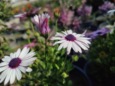 Cape Marguerite, Van Stadens Nehri Papatya da Dimorphotheca ecklonis