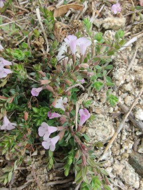 Klinopodyum, calamint, Prostanthera granitica veya granit çalı