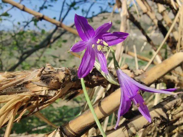 Sibirya zambağı, lavanta dağı zambağı ya da Ixiolirion tataricum