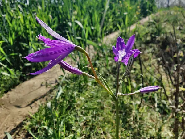 Sibirya zambağı, lavanta dağı zambağı ya da Ixiolirion tataricum
