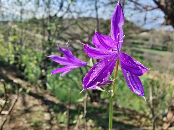Sibirya zambağı, lavanta dağı zambağı ya da Ixiolirion tataricum