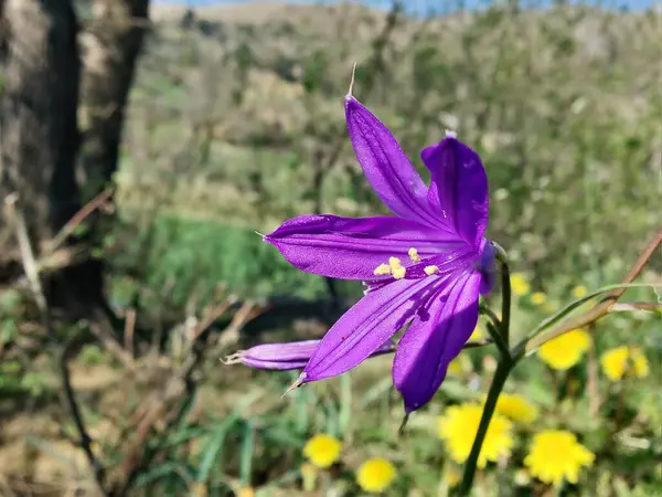 Sibirya zambağı, lavanta dağı zambağı ya da Ixiolirion tataricum