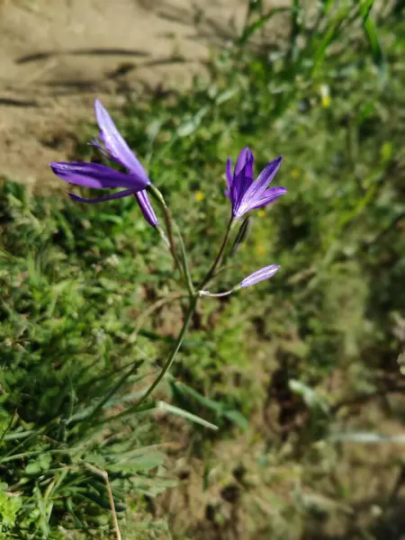 Sibirya zambağı, lavanta dağı zambağı ya da Ixiolirion tataricum