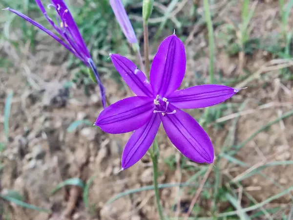 Sibirya zambağı, lavanta dağı zambağı ya da Ixiolirion tataricum