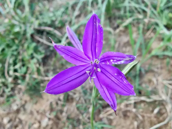 Sibirya zambağı, lavanta dağı zambağı ya da Ixiolirion tataricum