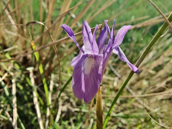 Duvar irisi, cüce gölü irisi, Sibirya zambağı ya da Iris lacustrisi.