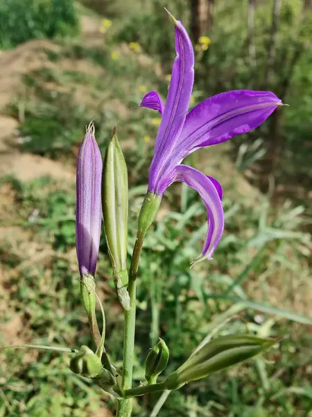 Sibirya zambağı, lavanta dağı zambağı ya da Ixiolirion tataricum
