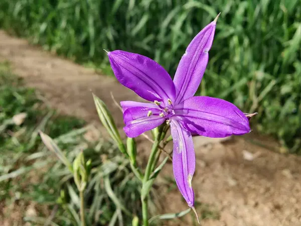 Sibirya zambağı, lavanta dağı zambağı ya da Ixiolirion tataricum