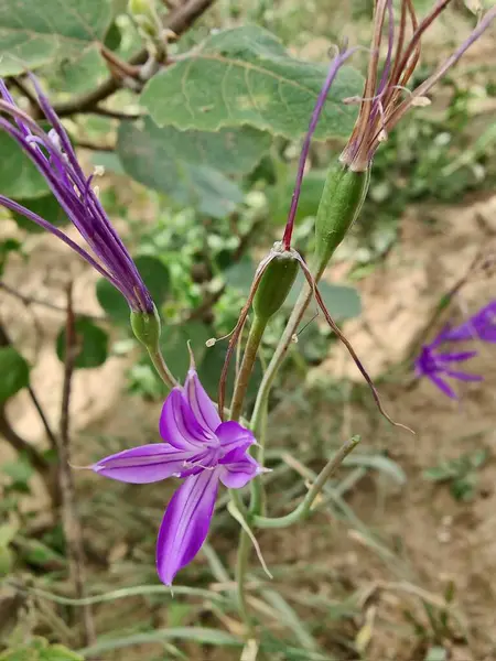 Sibirya zambağı, lavanta dağı zambağı ya da Ixiolirion tataricum