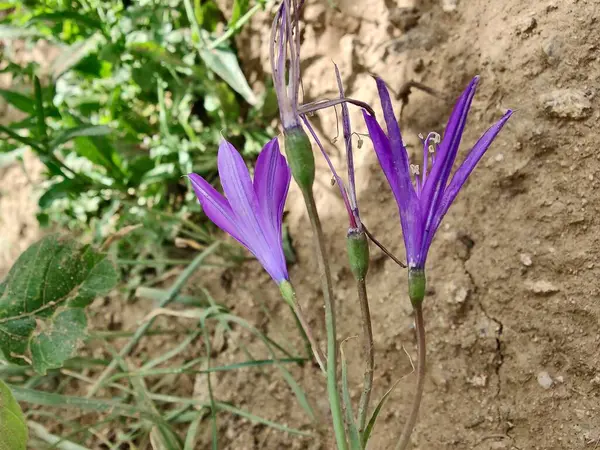 Sibirya zambağı, lavanta dağı zambağı ya da Ixiolirion tataricum