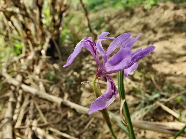 Duvar irisi, cüce gölü irisi, Sibirya zambağı ya da Iris lacustrisi.