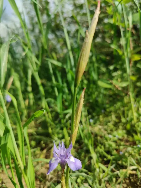 Duvar irisi, cüce gölü irisi, Sibirya zambağı ya da Iris lacustrisi.