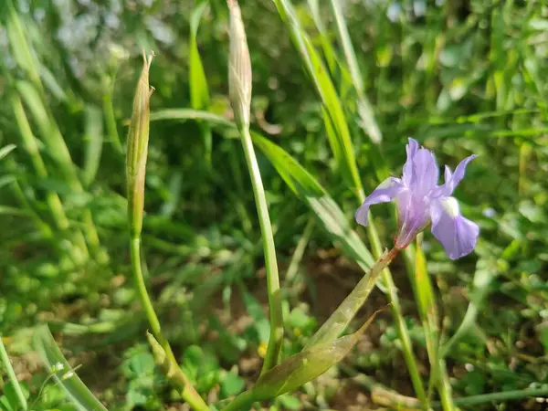 Duvar irisi, cüce gölü irisi, Sibirya zambağı ya da Iris lacustrisi.
