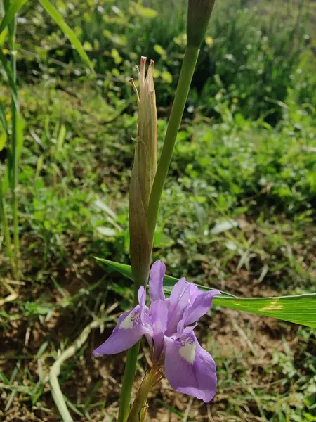 Duvar irisi, cüce gölü irisi, Sibirya zambağı ya da Iris lacustrisi.