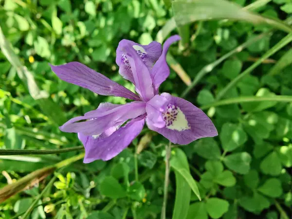 Duvar irisi, cüce gölü irisi, Sibirya zambağı ya da Iris lacustrisi.
