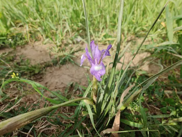 Duvar irisi, cüce gölü irisi, Sibirya zambağı ya da Iris lacustrisi.