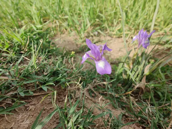 Duvar irisi, cüce gölü irisi, Sibirya zambağı ya da Iris lacustrisi.
