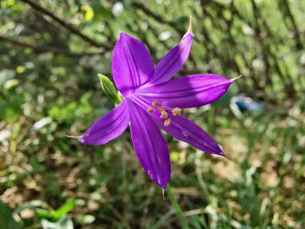 Sibirya zambağı, lavanta dağı zambağı ya da Ixiolirion tataricum
