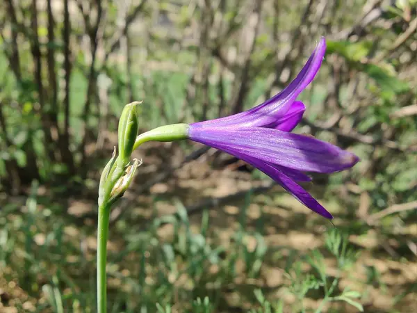 Sibirya zambağı, lavanta dağı zambağı ya da Ixiolirion tataricum