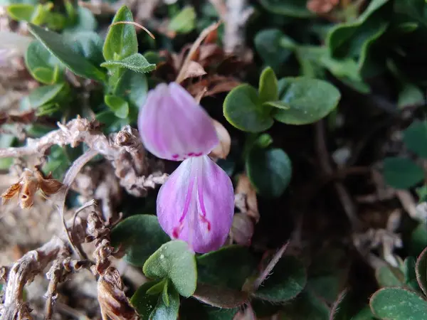 Dicliptera baphica veya Mountain Foldwing