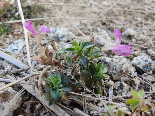 Dicliptera baphica veya Mountain Foldwing