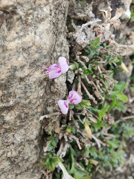 Dicliptera baphica veya Mountain Foldwing