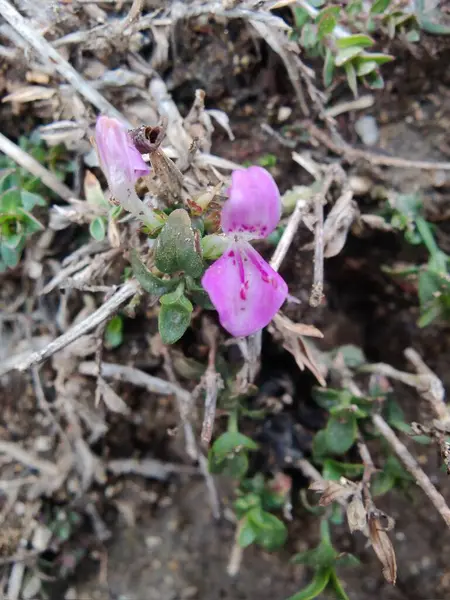 Dicliptera baphica veya Mountain Foldwing