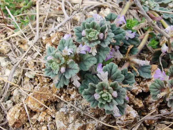 Ajuga decumbens, Bugleweed veya Lallemantia Royleana