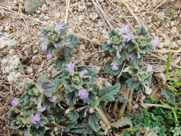 Ajuga decumbens, Bugleweed veya Lallemantia Royleana