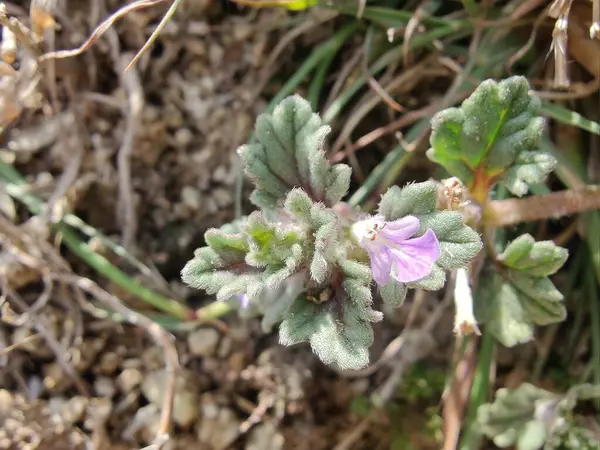 Ajuga decumbens, Bugleweed veya Lallemantia Royleana