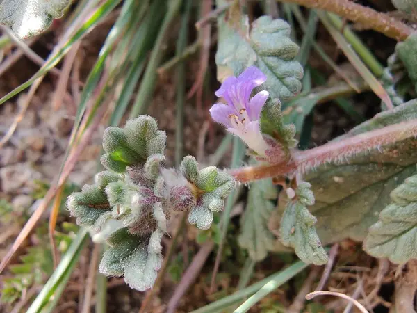 Ajuga decumbens, Bugleweed veya Lallemantia Royleana