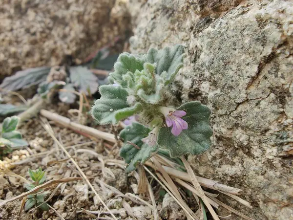 Ajuga decumbens, Bugleweed veya Lallemantia Royleana
