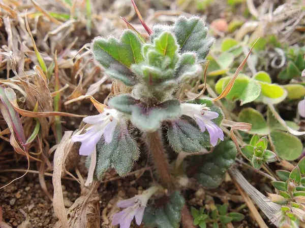 Ajuga decumbens, Bugleweed veya Lallemantia Royleana