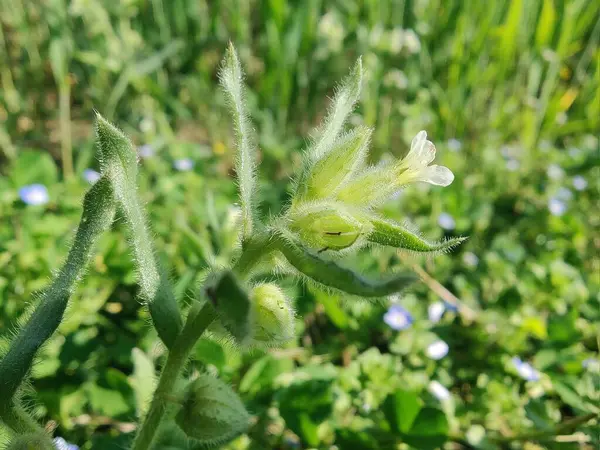 Nonea ya da Monkswort çiçekleri ve bitkileri 