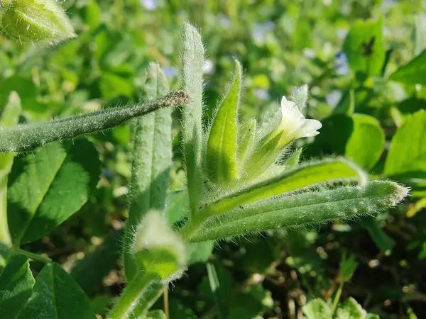 Nonea ya da Monkswort çiçekleri ve bitkileri 