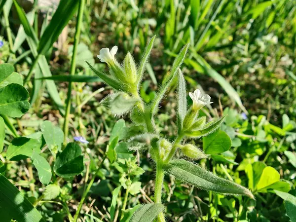 Nonea ya da Monkswort çiçekleri ve bitkileri 