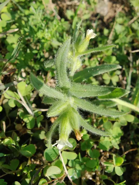 Nonea ya da Monkswort çiçekleri ve bitkileri 