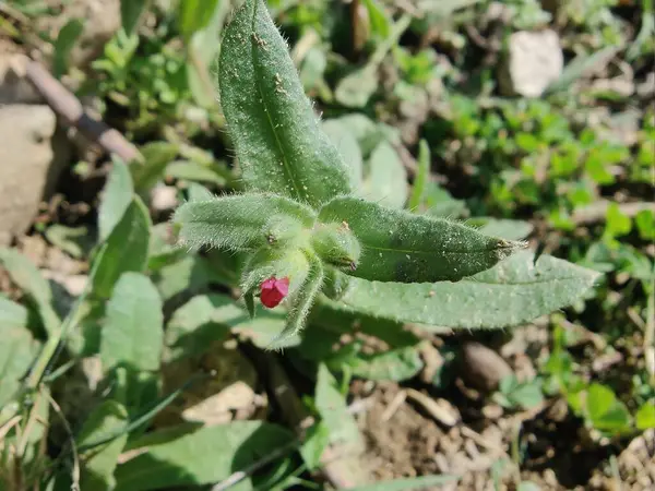 Nonea ya da Monkswort çiçekleri ve bitkileri 