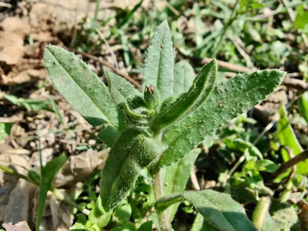 Nonea ya da Monkswort çiçekleri ve bitkileri 